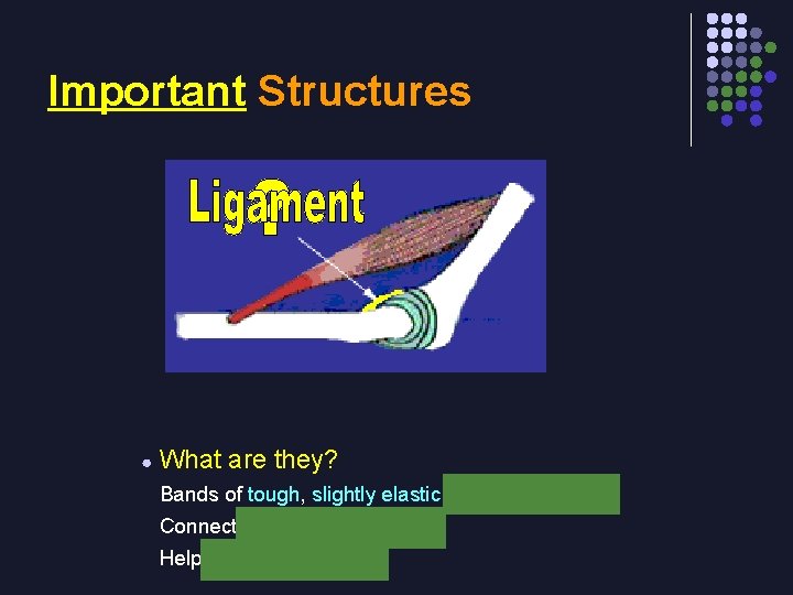 Important Structures ● What are they? Bands of tough, slightly elastic connective tissue Connect