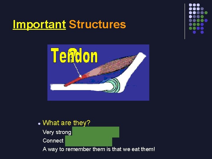 Important Structures ● What are they? Very strong connective tissue Connect muscle to bone