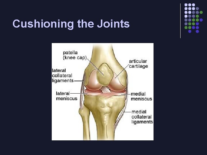 Cushioning the Joints 