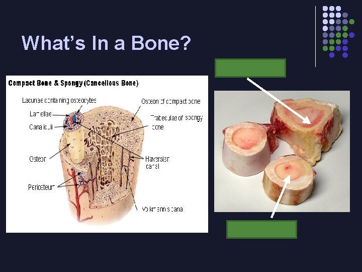 What’s In a Bone? Red Marrow Yellow Marrow 