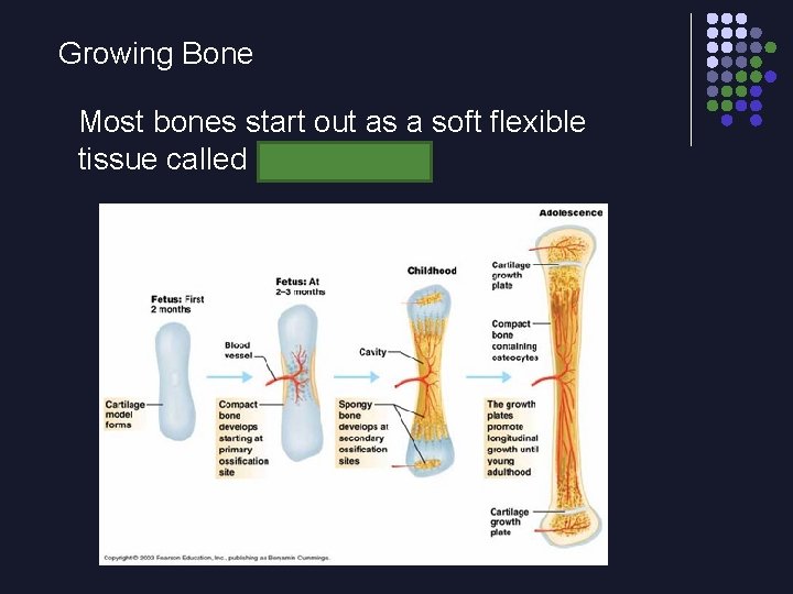 Growing Bone Most bones start out as a soft flexible tissue called cartilage 