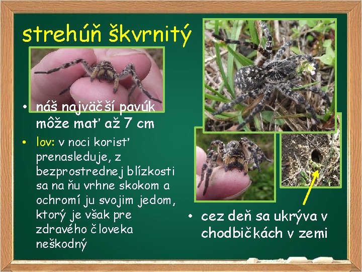 strehúň škvrnitý • náš najväčší pavúk môže mať až 7 cm • lov: v