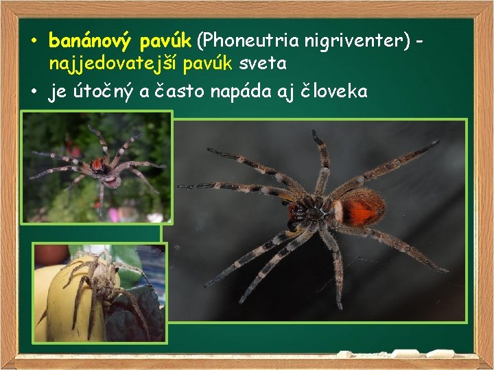  • banánový pavúk (Phoneutria nigriventer) najjedovatejší pavúk sveta • je útočný a často