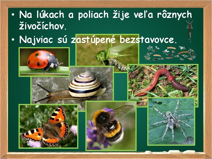  • Na lúkach a poliach žije veľa rôznych živočíchov. • Najviac sú zastúpené