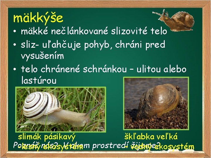 mäkkýše • mäkké nečlánkované slizovité telo • sliz- uľahčuje pohyb, chráni pred vysušením •