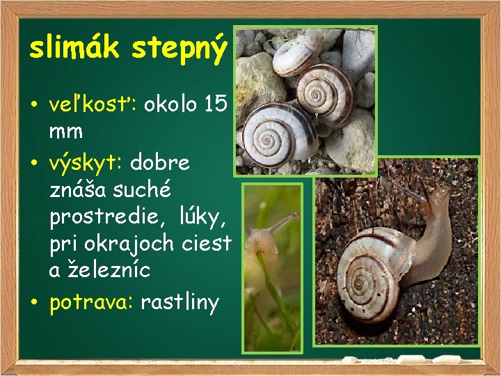 slimák stepný • veľkosť: okolo 15 mm • výskyt: dobre znáša suché prostredie, lúky,