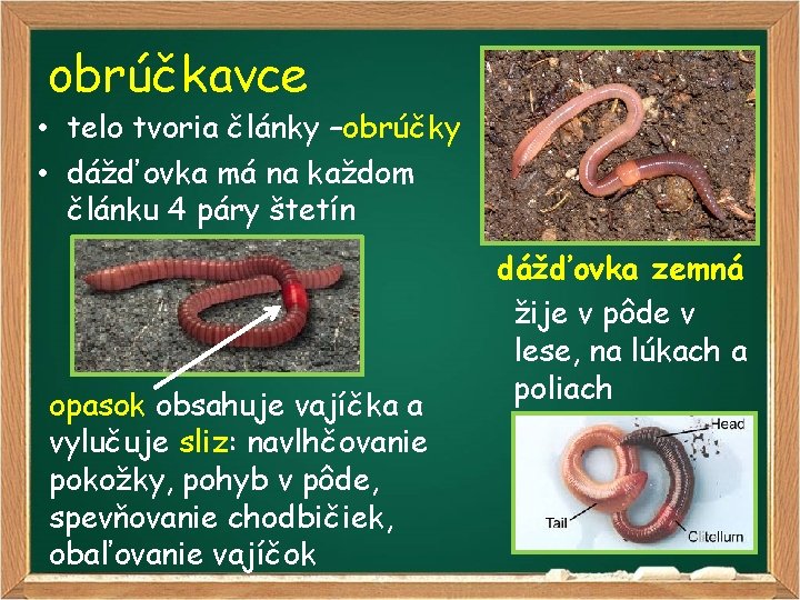 obrúčkavce • telo tvoria články –obrúčky • dážďovka má na každom článku 4 páry