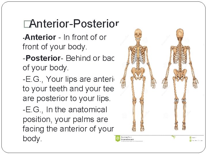�Anterior-Posterior -Anterior - In front of or front of your body. -Posterior- Behind or