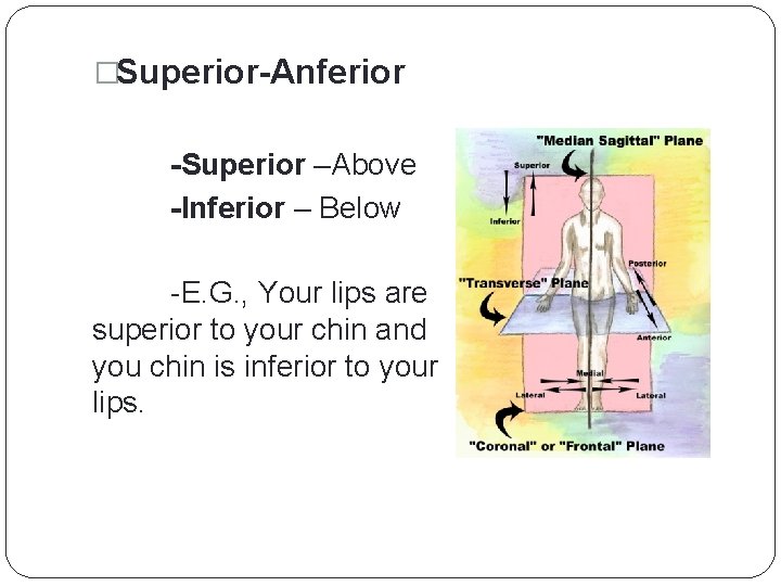 �Superior-Anferior -Superior –Above -Inferior – Below -E. G. , Your lips are superior to