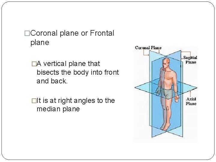 �Coronal plane or Frontal plane �A vertical plane that bisects the body into front