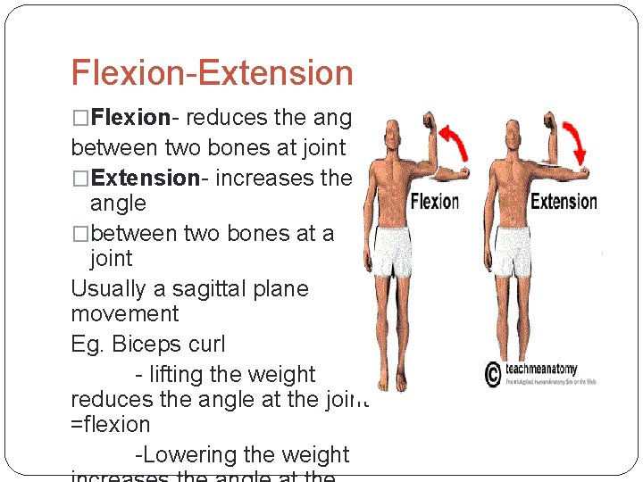 Flexion-Extension �Flexion- reduces the angle between two bones at joint �Extension- increases the angle