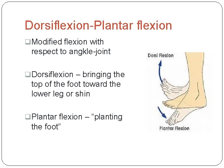Dorsiflexion-Plantar flexion q Modified flexion with respect to angkle-joint q Dorsiflexion – bringing the
