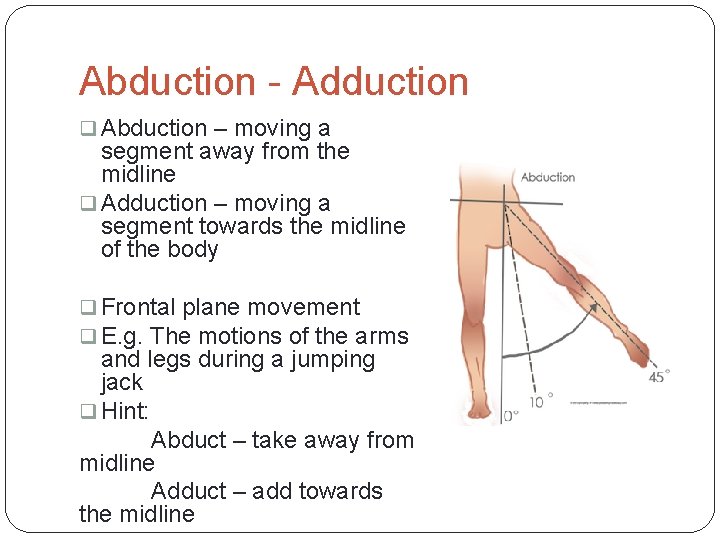 Abduction - Adduction q Abduction – moving a segment away from the midline q