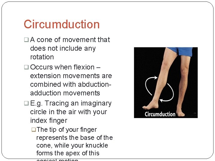 Circumduction q A cone of movement that does not include any rotation q Occurs