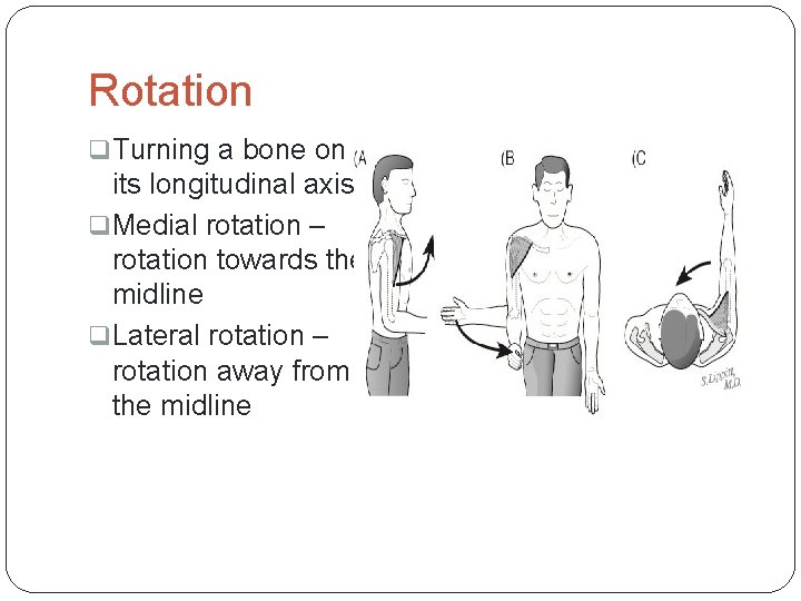 Rotation q Turning a bone on its longitudinal axis q Medial rotation – rotation