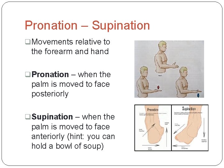 Pronation – Supination q Movements relative to the forearm and hand q Pronation –
