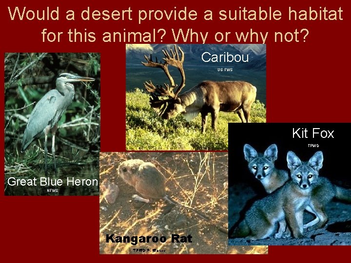 Would a desert provide a suitable habitat for this animal? Why or why not?
