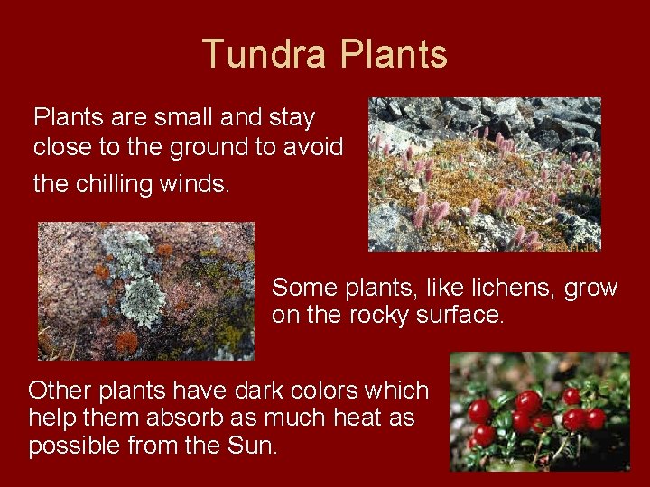 Tundra Plants are small and stay close to the ground to avoid the chilling