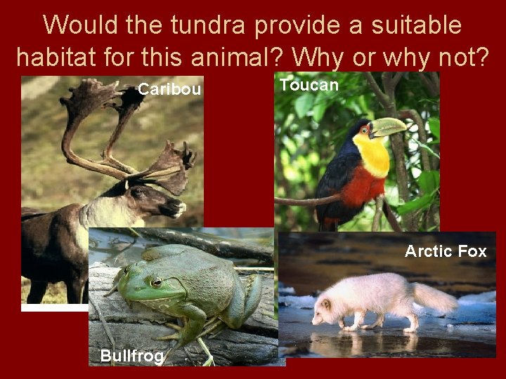 Would the tundra provide a suitable habitat for this animal? Why or why not?