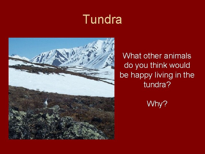 Tundra What other animals do you think would be happy living in the tundra?