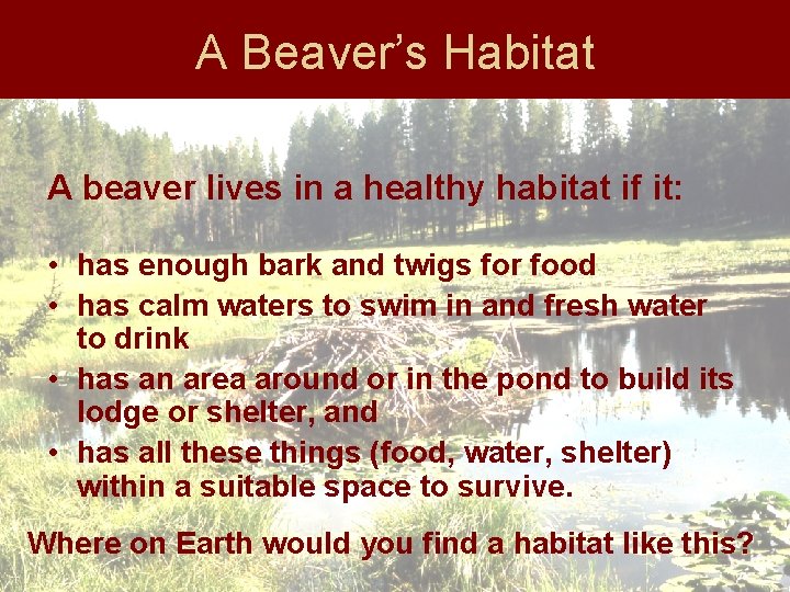 A Beaver’s Habitat A beaver lives in a healthy habitat if it: • has