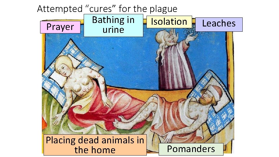 Attempted “cures” for the plague Bathing in Isolation Prayer urine Placing dead animals in