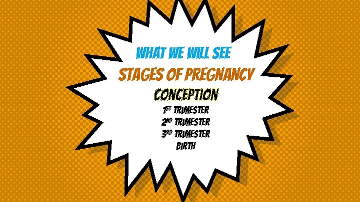 What we will See STAGES OF PREGNANCY Conception 1 st Trimester 2 nd Trimester