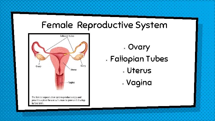 Female Reproductive System Ovary Fallopian Tubes Uterus Vagina × × 