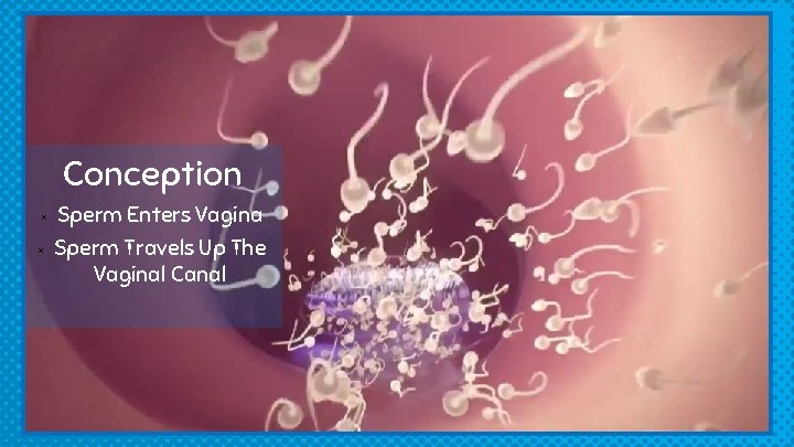 Conception × × Sperm Enters Vagina Sperm Travels Up The Vaginal Canal 