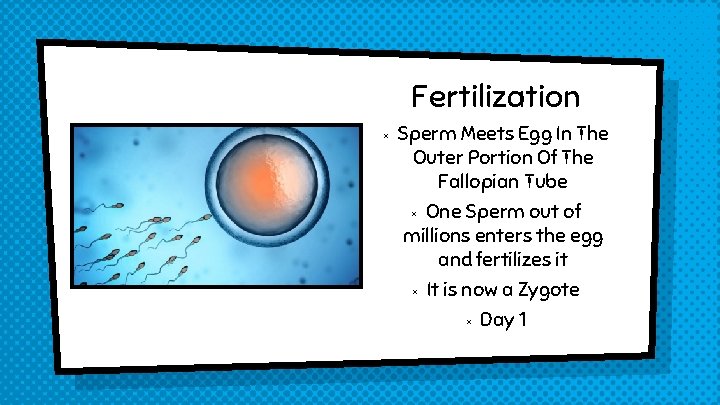 Fertilization × Sperm Meets Egg In The Outer Portion Of The Fallopian Tube One