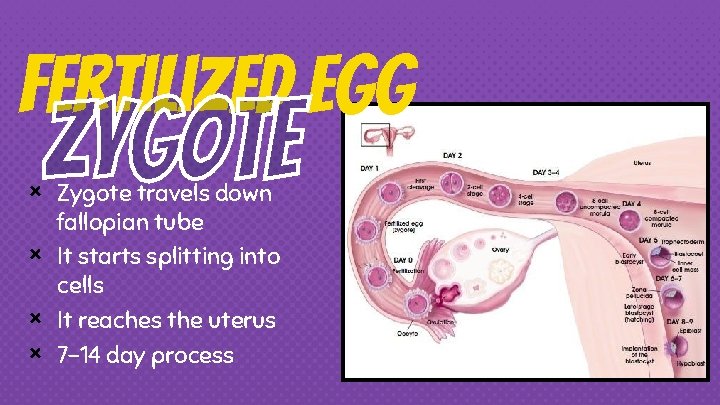 Fertilized EGG × × Zygote travels down fallopian tube It starts splitting into cells