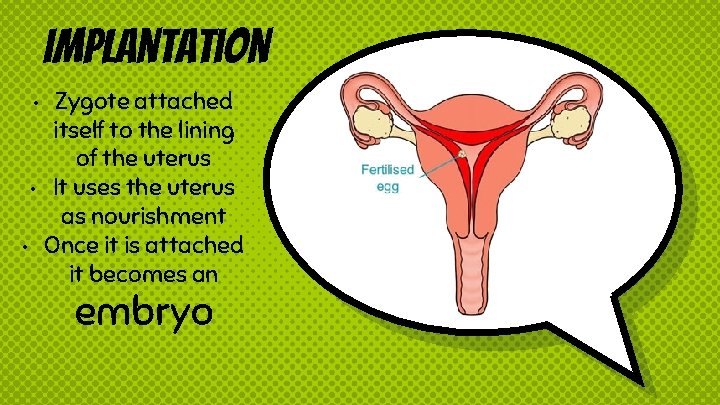 Implantation • • • Zygote attached itself to the lining of the uterus It