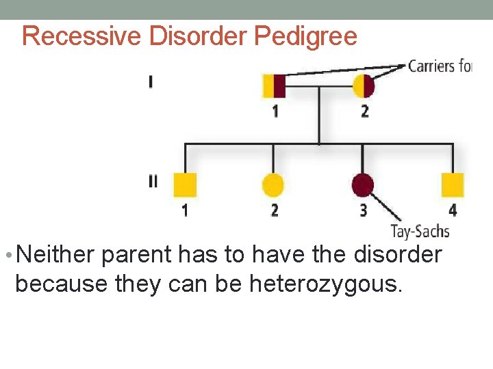 Recessive Disorder Pedigree • Neither parent has to have the disorder because they can