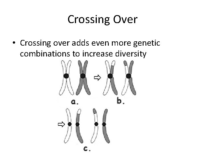 Crossing Over • Crossing over adds even more genetic combinations to increase diversity 
