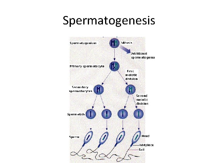 Spermatogenesis 