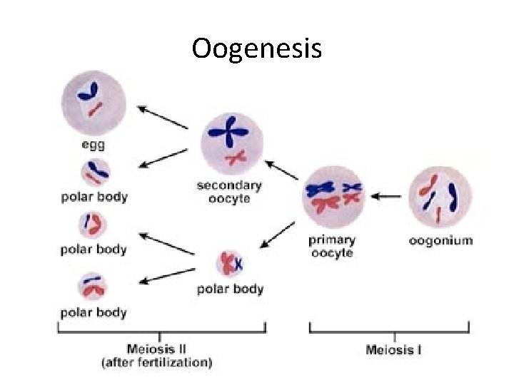 Oogenesis 