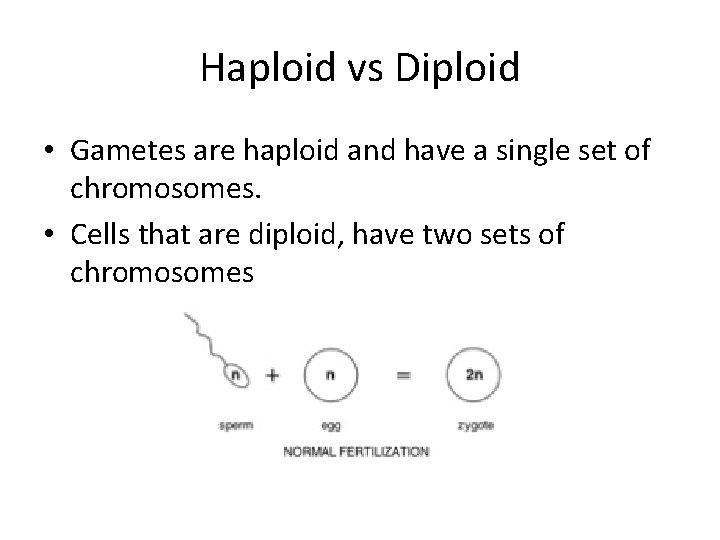 Haploid vs Diploid • Gametes are haploid and have a single set of chromosomes.