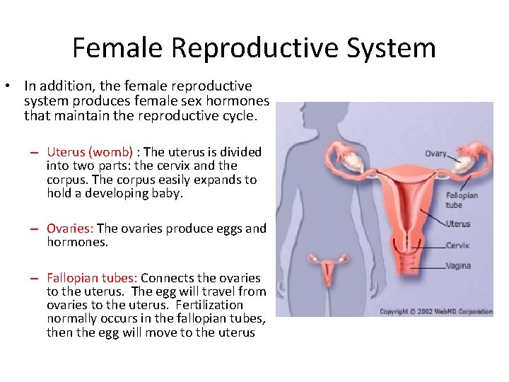 Female Reproductive System • In addition, the female reproductive system produces female sex hormones