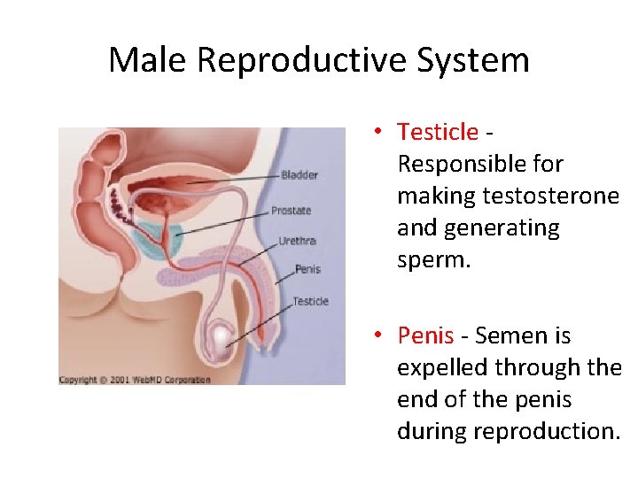 Male Reproductive System • Testicle Responsible for making testosterone and generating sperm. • Penis