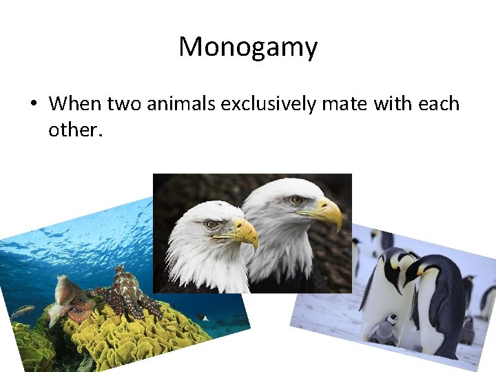 Monogamy • When two animals exclusively mate with each other. 