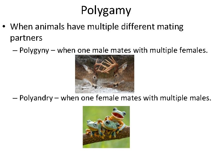 Polygamy • When animals have multiple different mating partners – Polygyny – when one