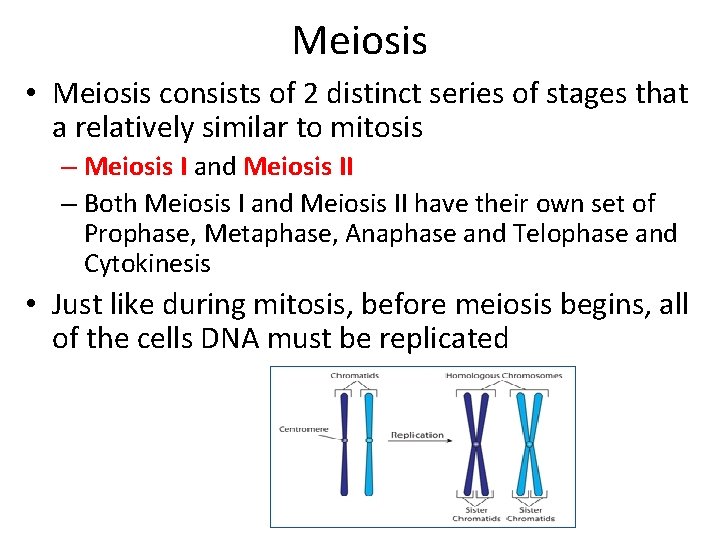 Meiosis • Meiosis consists of 2 distinct series of stages that a relatively similar