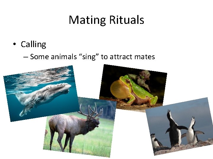 Mating Rituals • Calling – Some animals “sing” to attract mates 