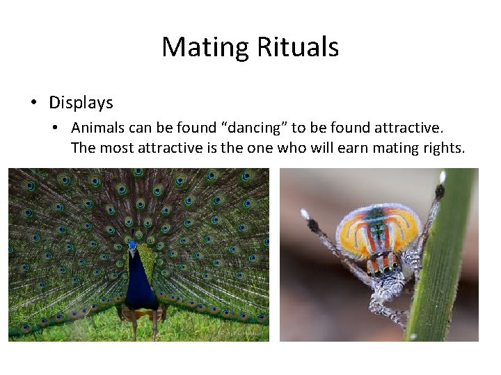 Mating Rituals • Displays • Animals can be found “dancing” to be found attractive.