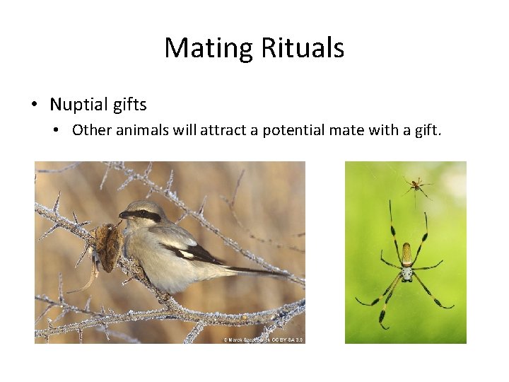 Mating Rituals • Nuptial gifts • Other animals will attract a potential mate with