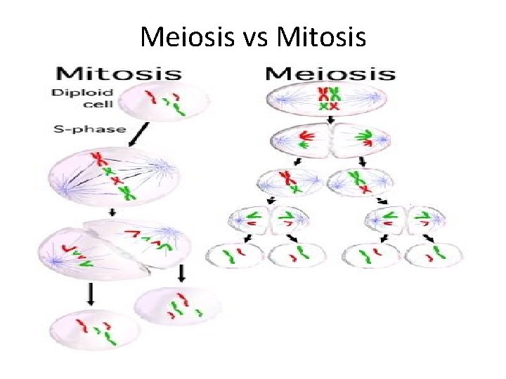 Meiosis vs Mitosis 
