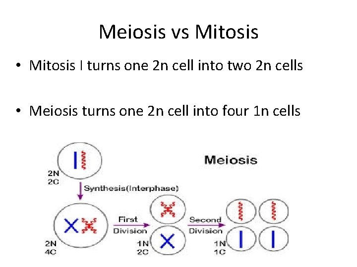 Meiosis vs Mitosis • Mitosis I turns one 2 n cell into two 2