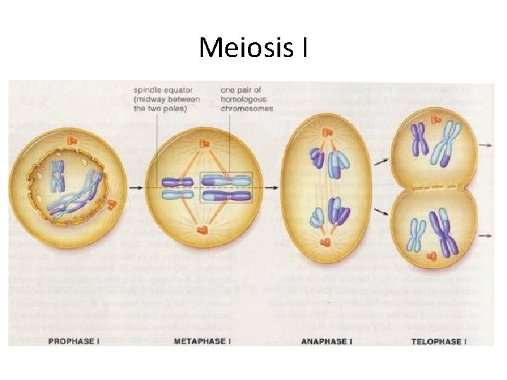 Meiosis I 