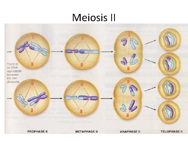 Meiosis II 