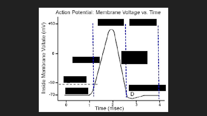 ARF Na+ ions in RRF K+ ions out threshold Resting membrane pot Hyperpolarization 